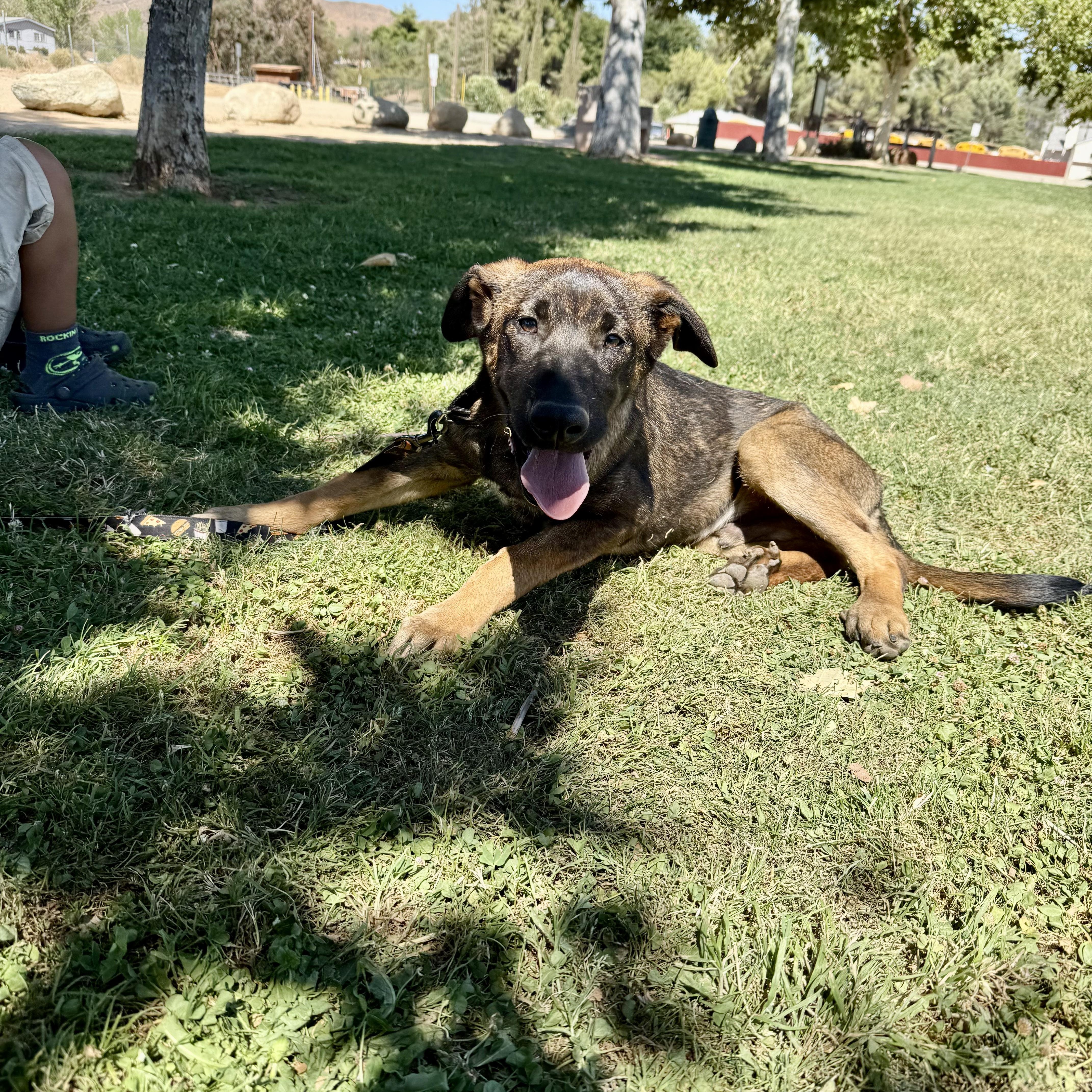 Enlarge Mottomotto (child friendly, love bug), a Adoptable mixed breed in Murrieta, CA image 2/5
