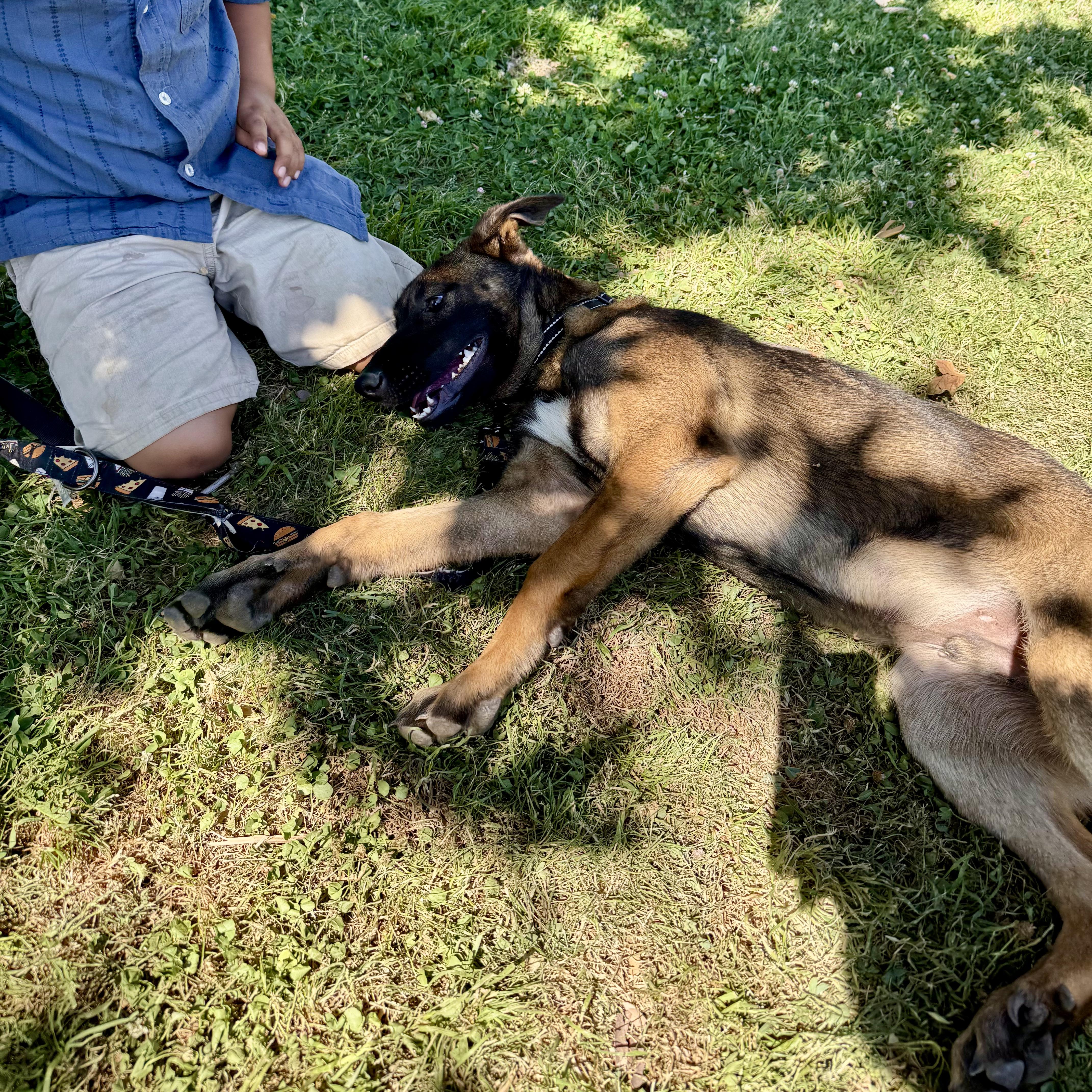 Mottomotto (child friendly, love bug), Adoptable, Puppy Male German Shepherd Dog & Belgian Shepherd / Malinois.