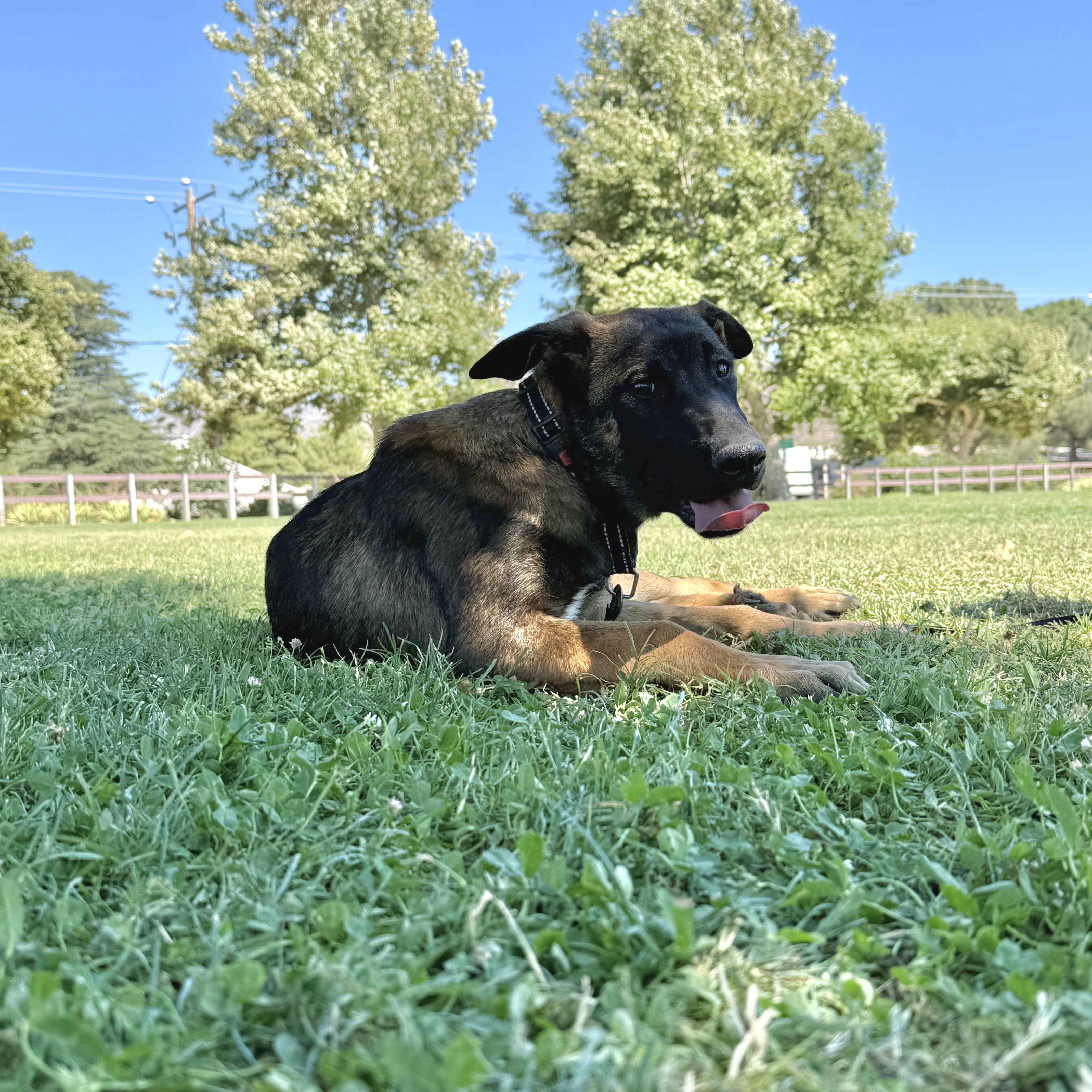 Mottomotto (child friendly, love bug), Adoptable, Puppy Male German Shepherd Dog & Belgian Shepherd / Malinois.