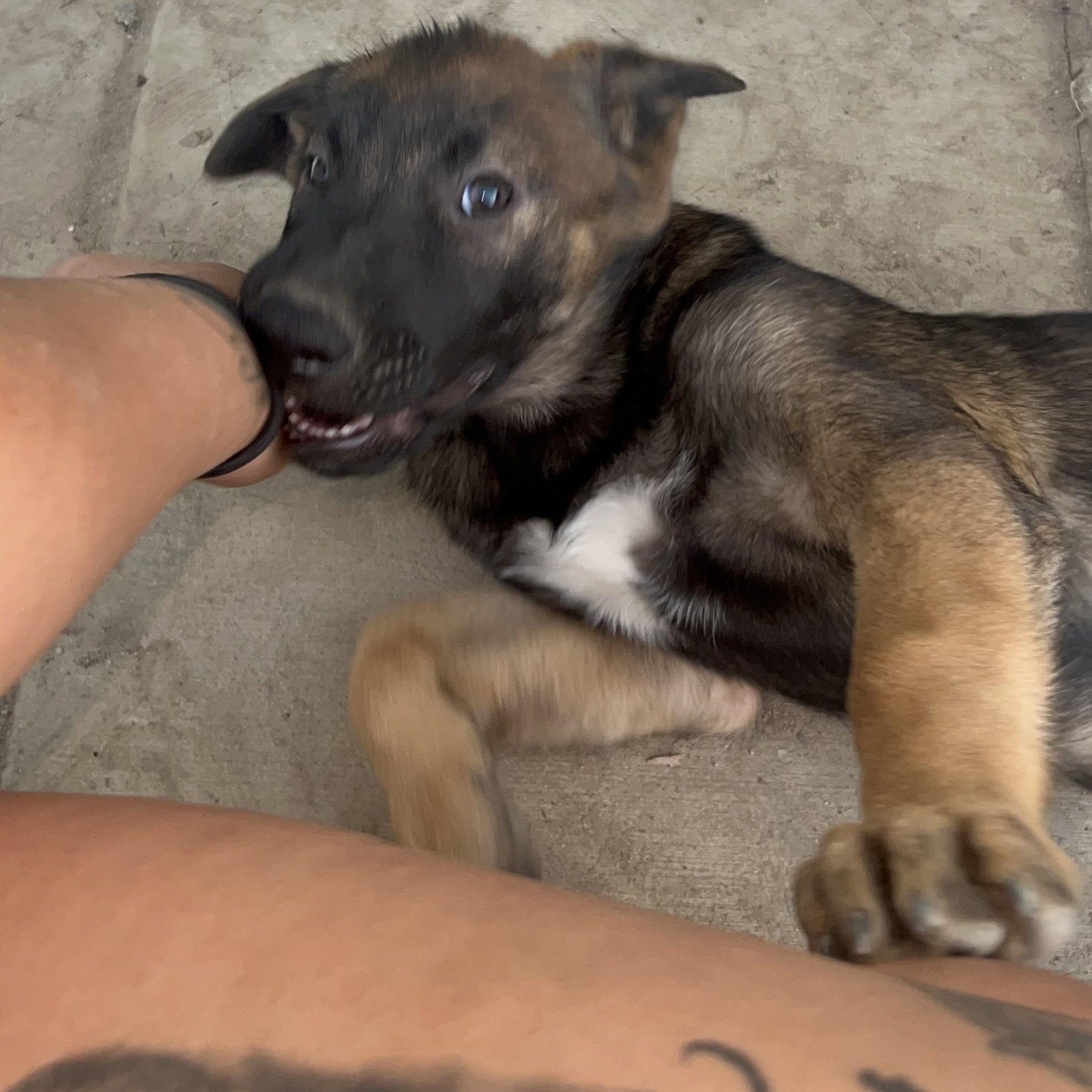 Enlarge Mottomotto (child friendly, love bug), a Adoptable mixed breed in Murrieta, CA image 5/5