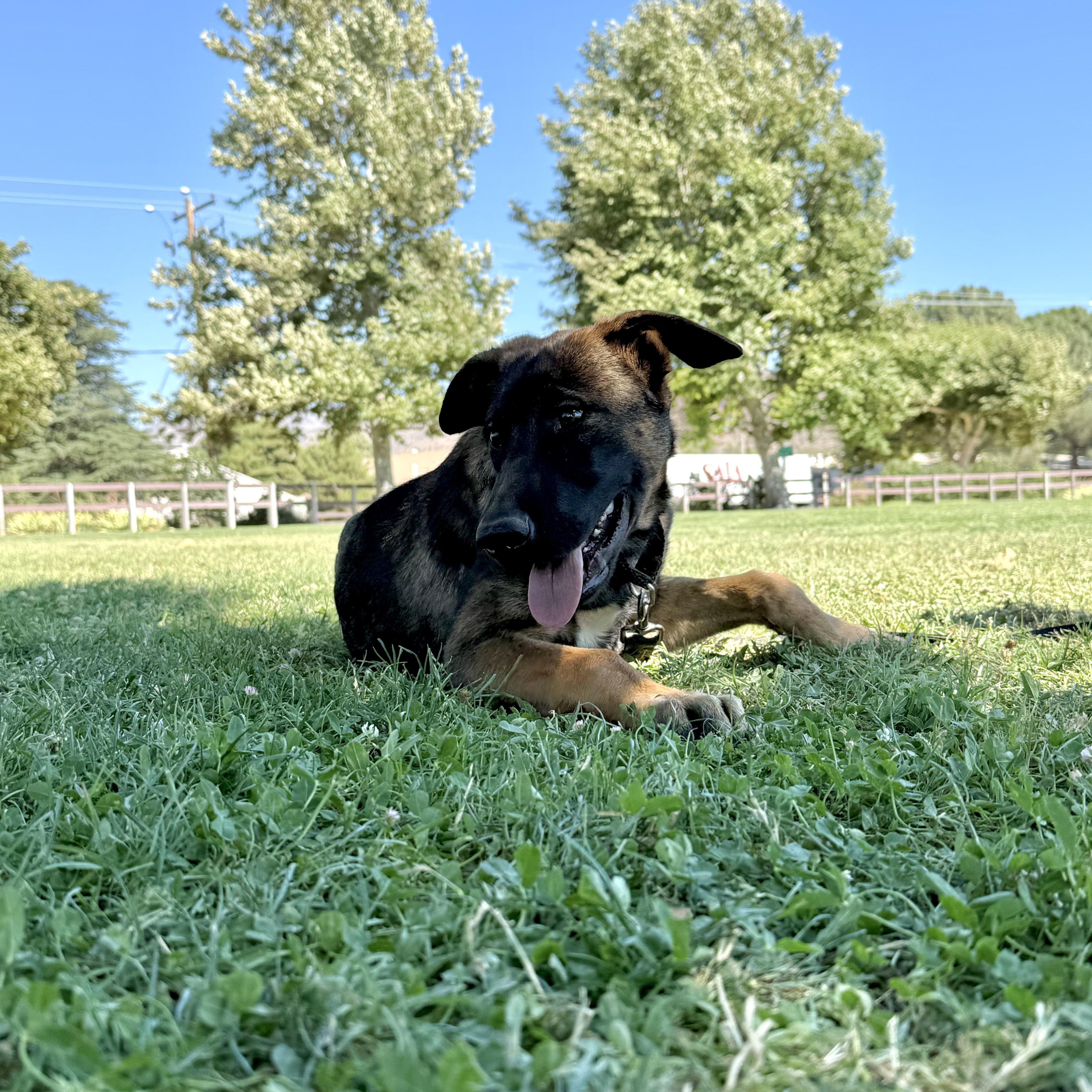 Enlarge Mottomotto (child friendly, love bug), a Adoptable mixed breed in Murrieta, CA image 4/5