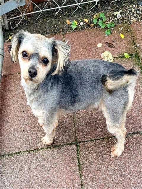 Enlarge PEEWEE, a Adoptable mixed breed in Salinas, CA image 1/1