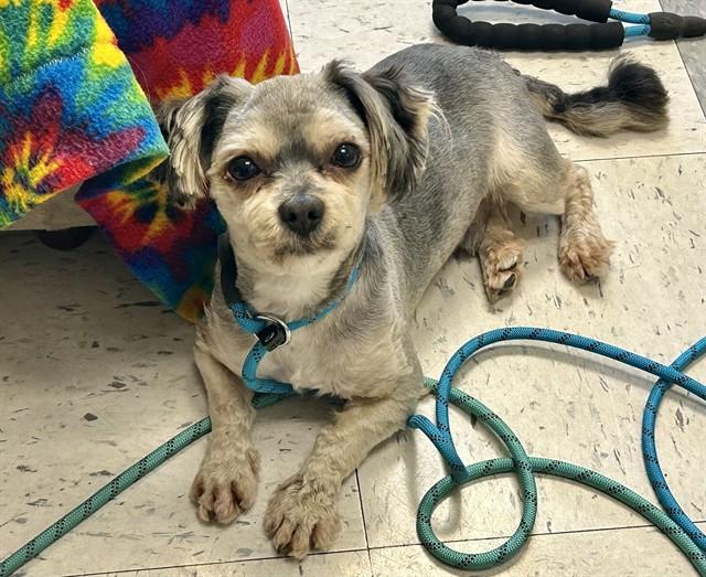 PEEWEE, Adoptable, Young Male Maltese & Maltese.