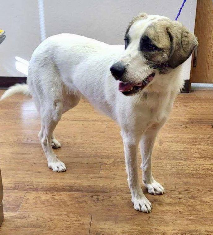 Antolia, Adoptable, Adult Female Anatolian Shepherd & Great Pyrenees.