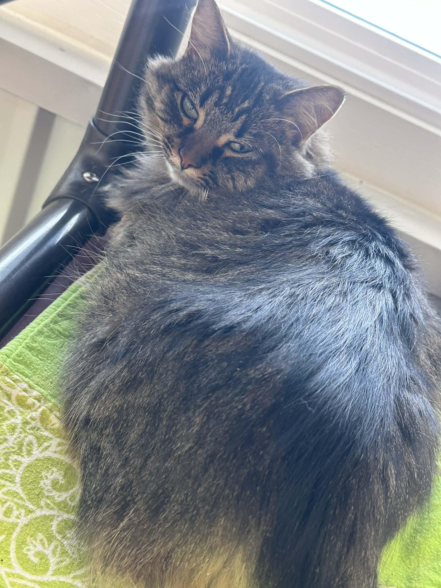 Sasha, Adoptable, Adult Female Domestic Long Hair.