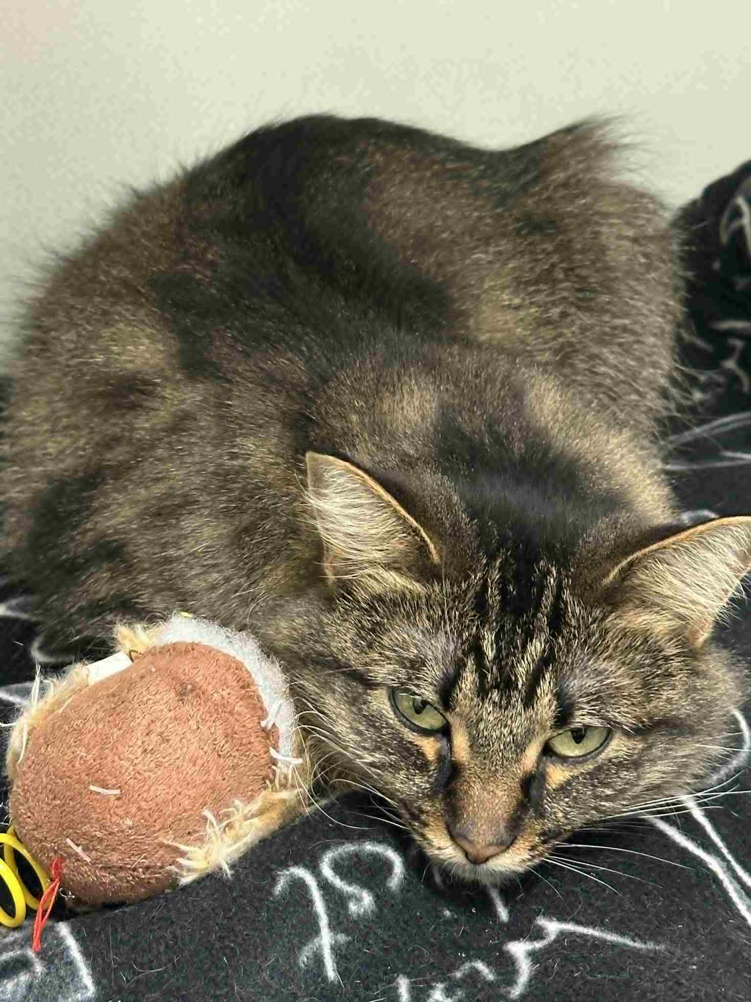 Enlarge Sasha, a Adoptable Domestic Long Hair in Mauston, WI image 3/3