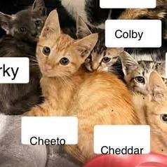 Enlarge Cheeto, a Adoptable Domestic Short Hair in Madison, WI image 1/3