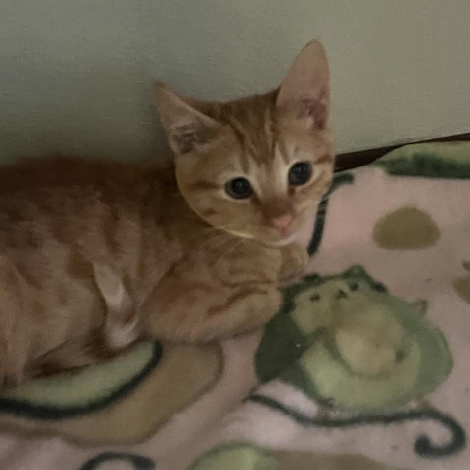 Enlarge Cheeto, a Adoptable Domestic Short Hair in Madison, WI image 2/3