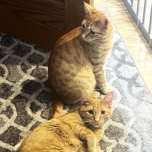 Cheeto, a Adoptable Domestic Short Hair in Madison, WI image 3/6