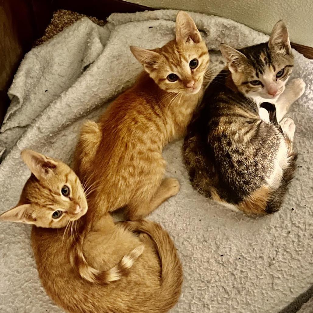 Enlarge Cheeto, a Adoptable Domestic Short Hair in Madison, WI image 3/3