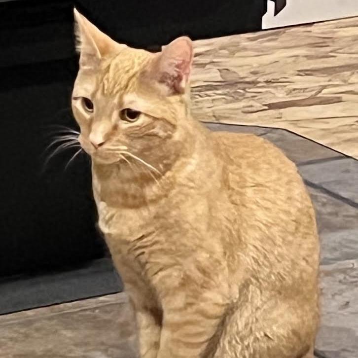 Cheeto, a Adoptable Domestic Short Hair in Madison, WI image 5/6
