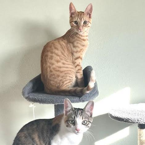 Cheeto, a Adoptable Domestic Short Hair in Madison, WI image 6/6