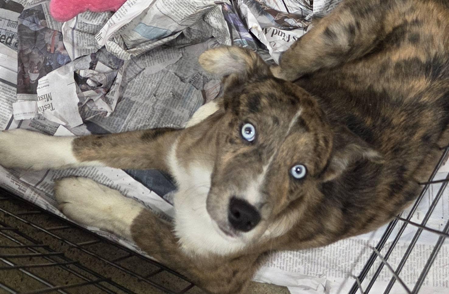 Enlarge Asher, a Adoptable mixed breed in Hillsdale, NY image 2/3