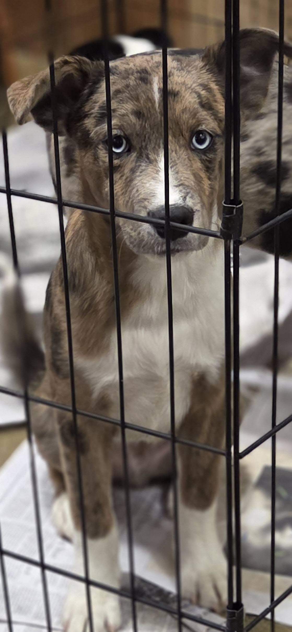 Enlarge Asher, a Adoptable mixed breed in Hillsdale, NY image 3/3