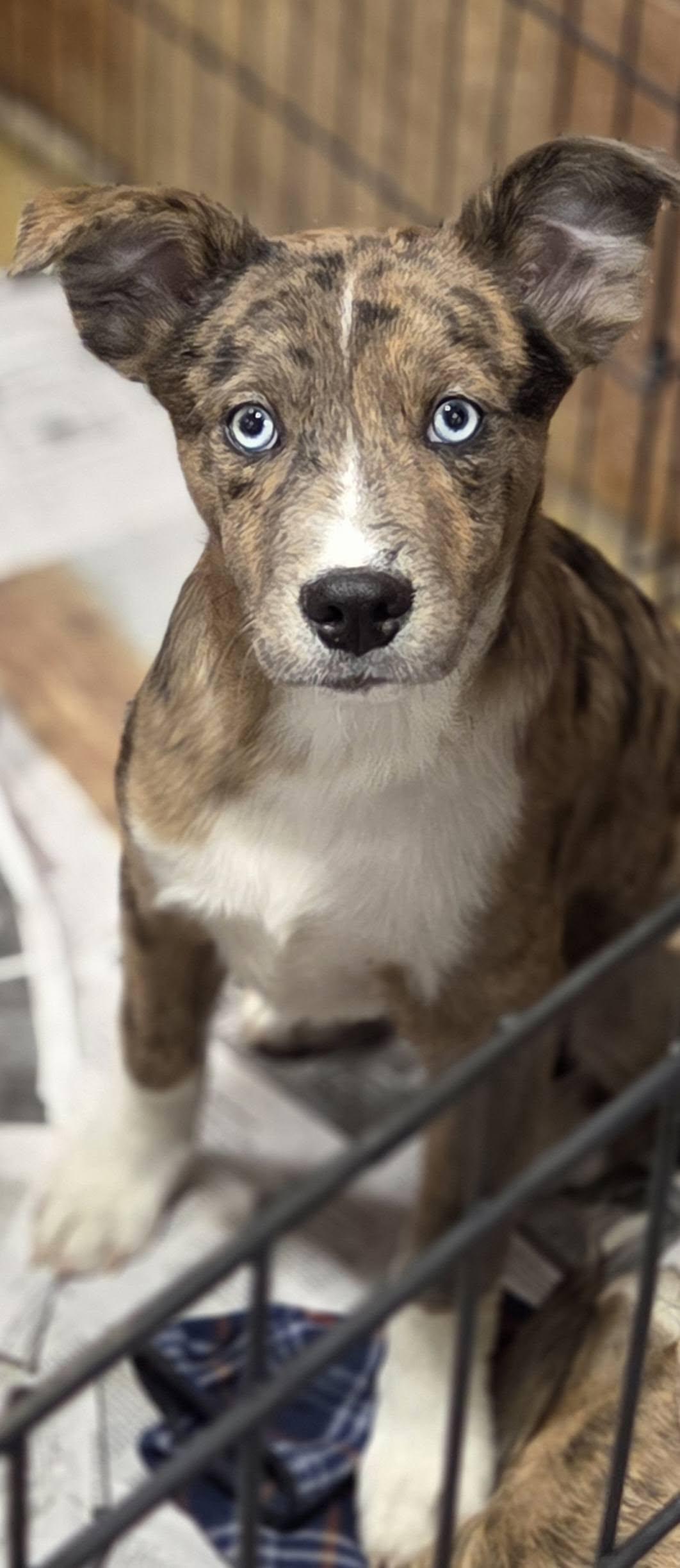 Asher, Adoptable, Puppy Male Australian Cattle Dog / Blue Heeler & Catahoula Leopard Dog.