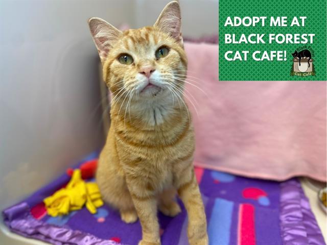 Enlarge JULES, a Adoptable Domestic Short Hair in Fort Wayne, IN image 1/1