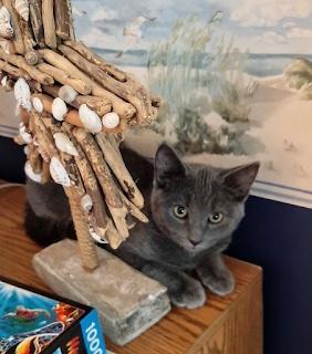Bluejay, Adoptable, Kitten Female Domestic Short Hair.