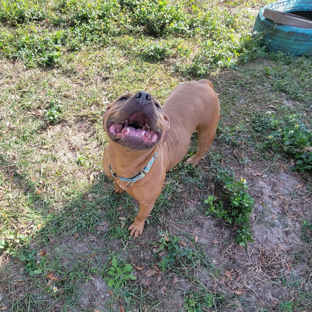 Enlarge Lime, a Adoptable Mixed Breed in Lake Panasoffkee, FL image 1/6