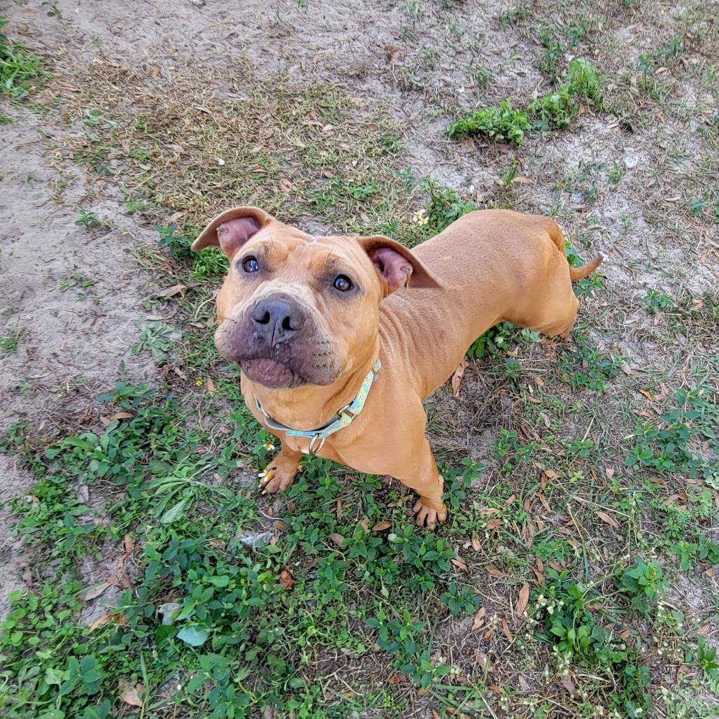Enlarge Lime, a Adoptable Mixed Breed in Lake Panasoffkee, FL image 2/6