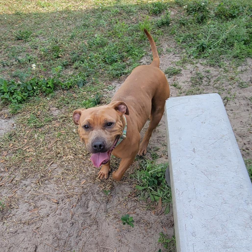 Enlarge Lime, a Adoptable Mixed Breed in Lake Panasoffkee, FL image 3/6