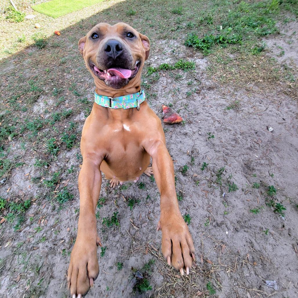 Enlarge Lime, a Adoptable Mixed Breed in Lake Panasoffkee, FL image 4/6
