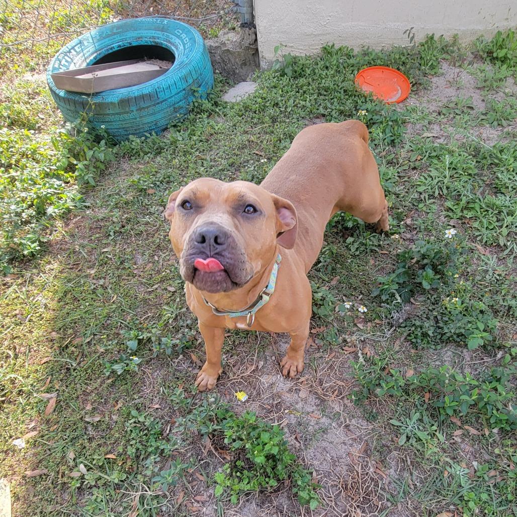 Enlarge Lime, a Adoptable Mixed Breed in Lake Panasoffkee, FL image 5/6