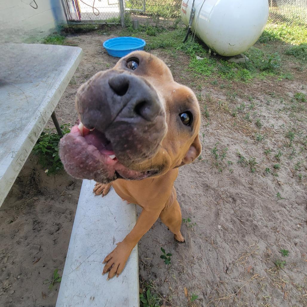 Enlarge Lime, a Adoptable Mixed Breed in Lake Panasoffkee, FL image 6/6