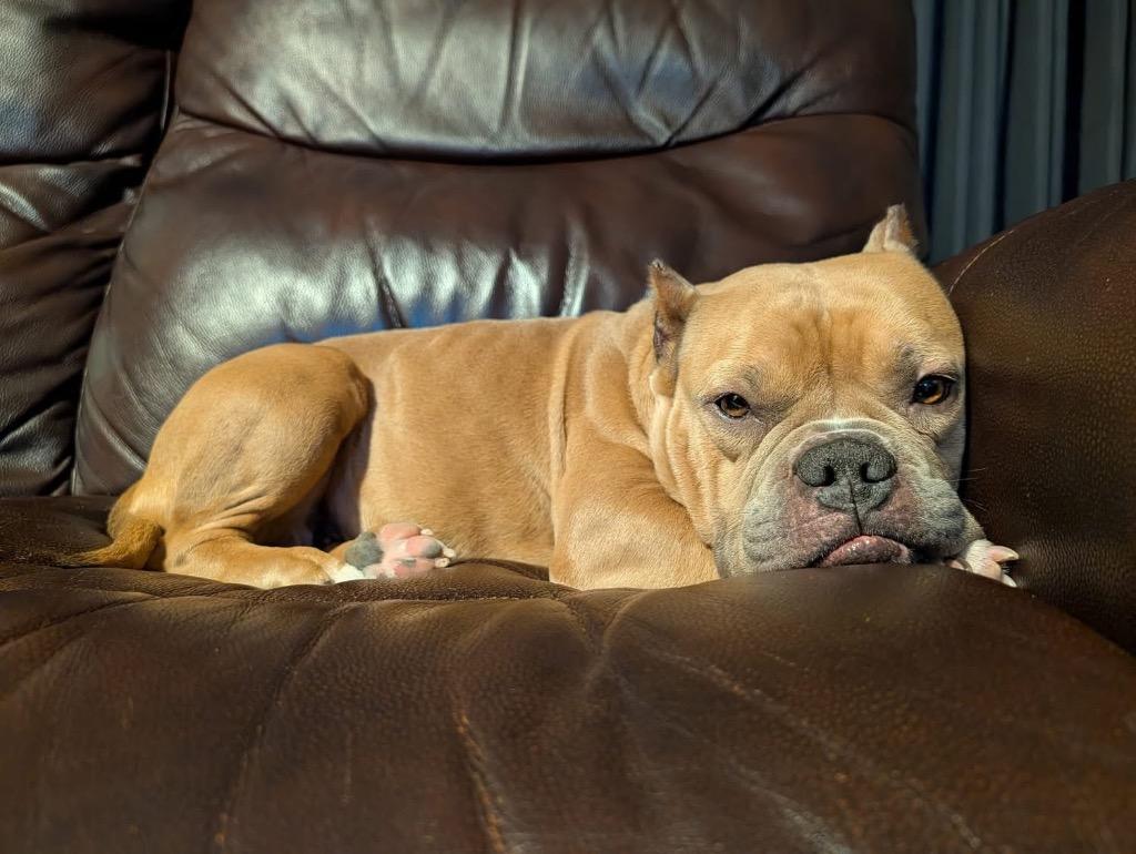 Enlarge Honey, a Adoptable mixed breed in Urbandale, IA image 4/4