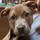 Enlarge Willow, an adopted mixed breed in Jefferson, WI image 1/1