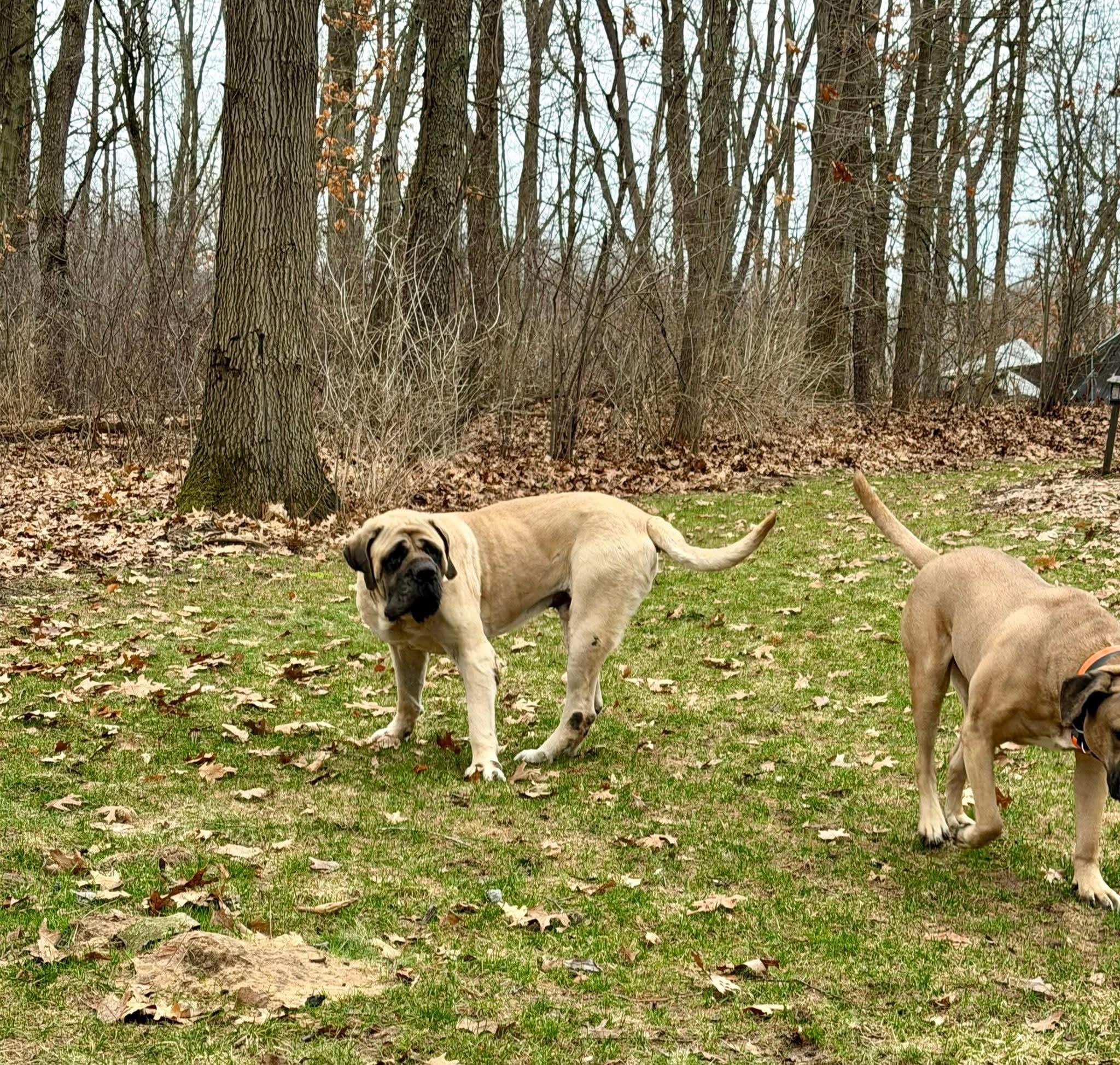 Enlarge Picasso - MI... look at me now!, a Adoptable Bullmastiff in Grand Rapids, MI image 6/6