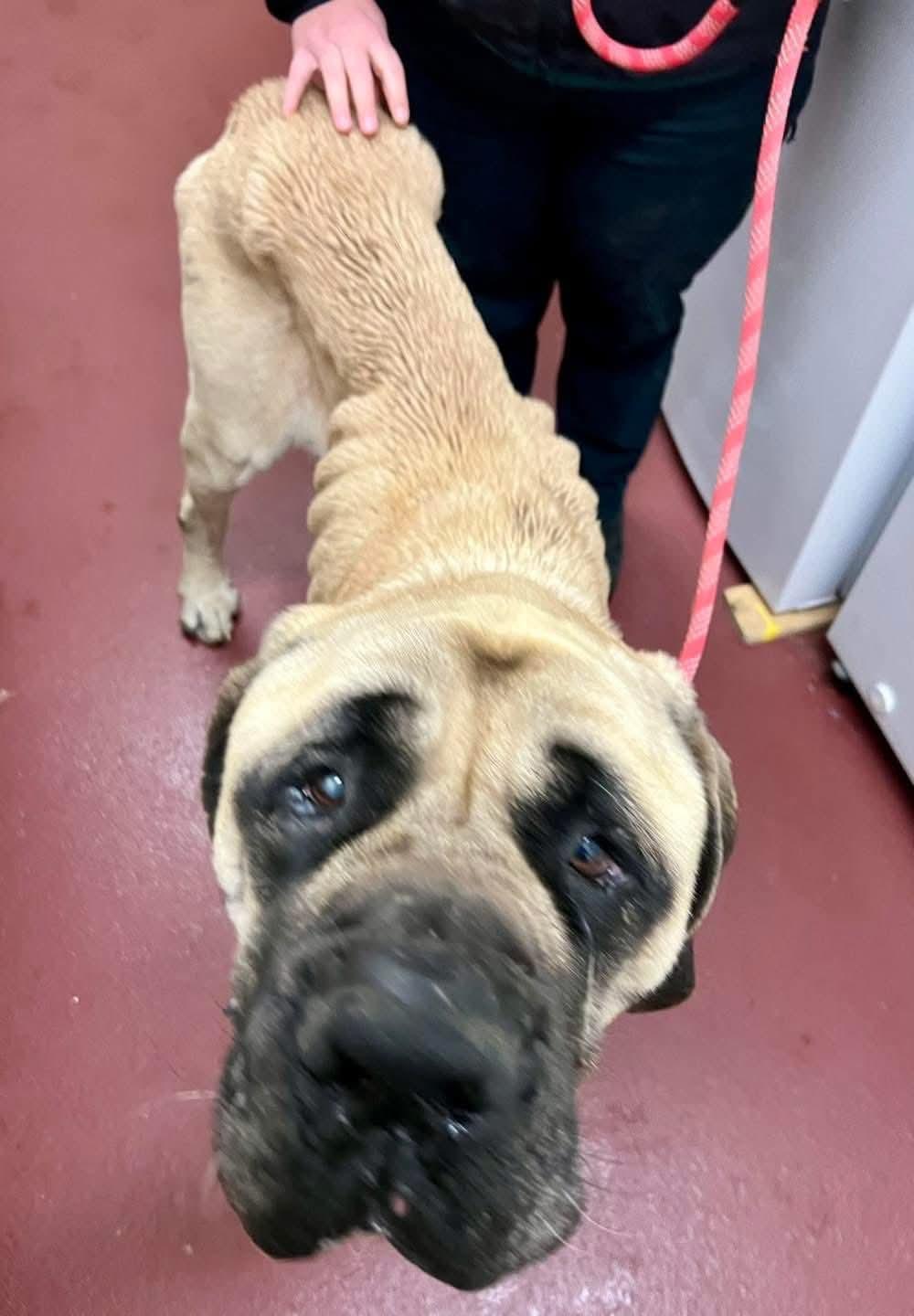 Enlarge Picasso - MI... look at me now!, a Adoptable Bullmastiff in Grand Rapids, MI image 5/6
