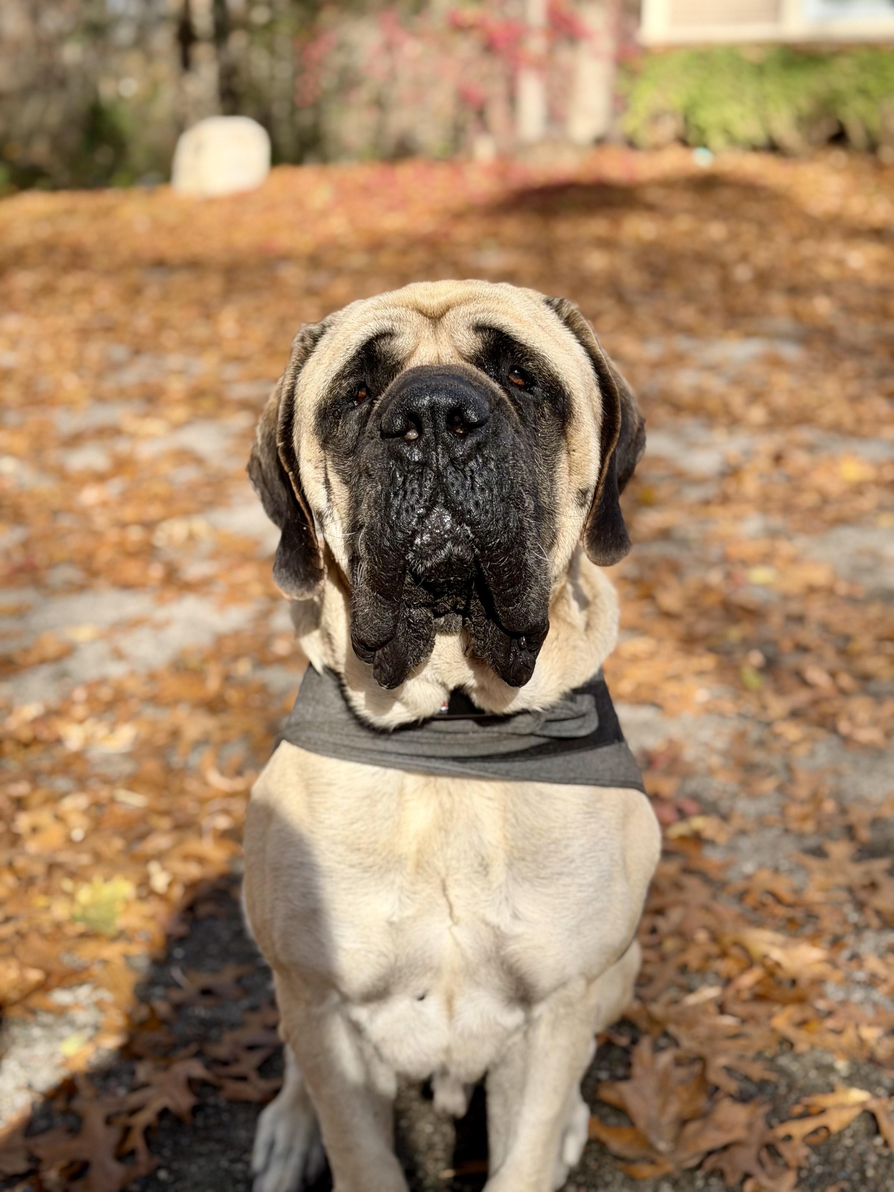 Picasso  Mi thumbnail 3