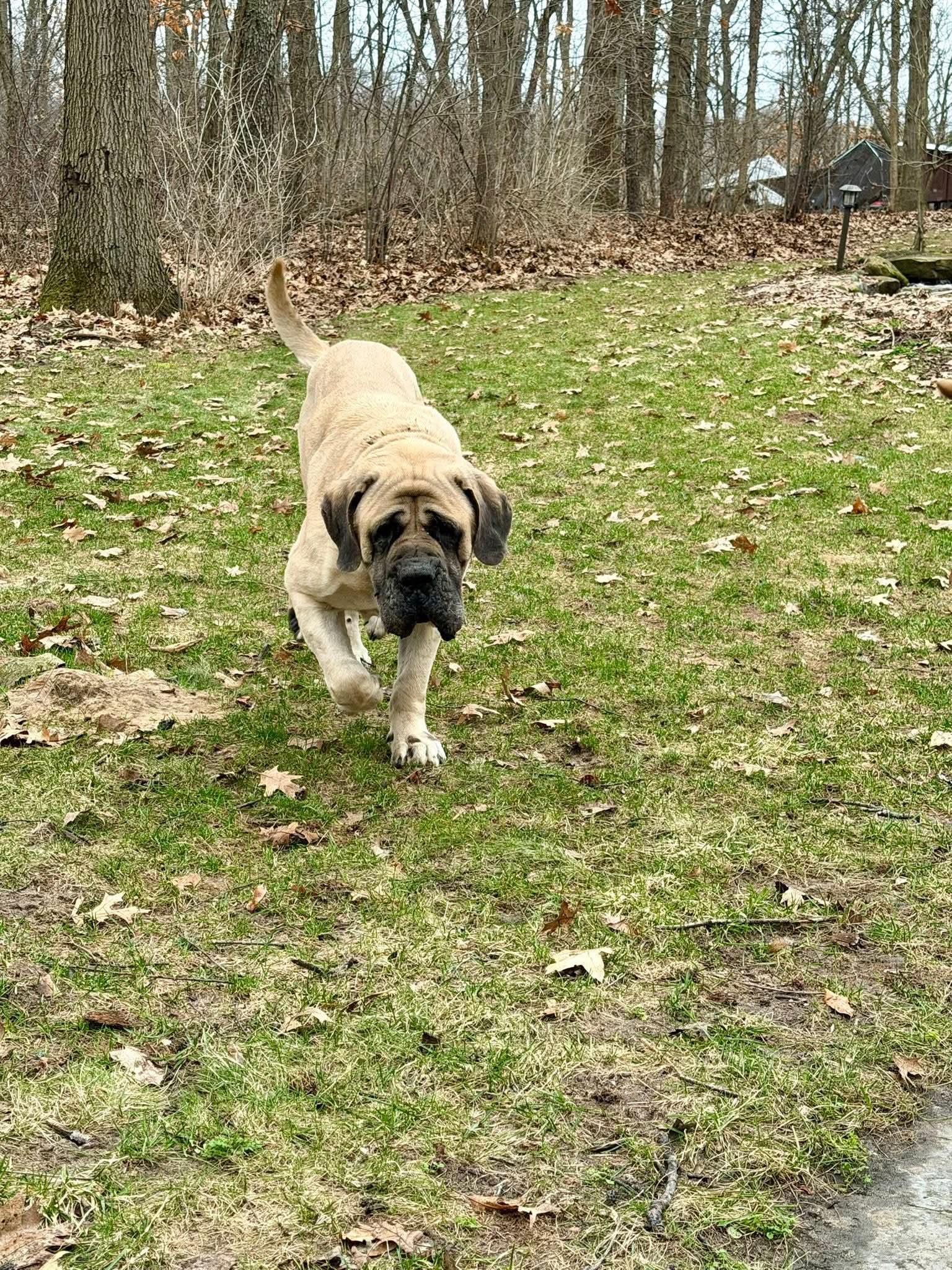 Picasso - MI... look at me now!, Adoptable, Adult Male Bullmastiff.