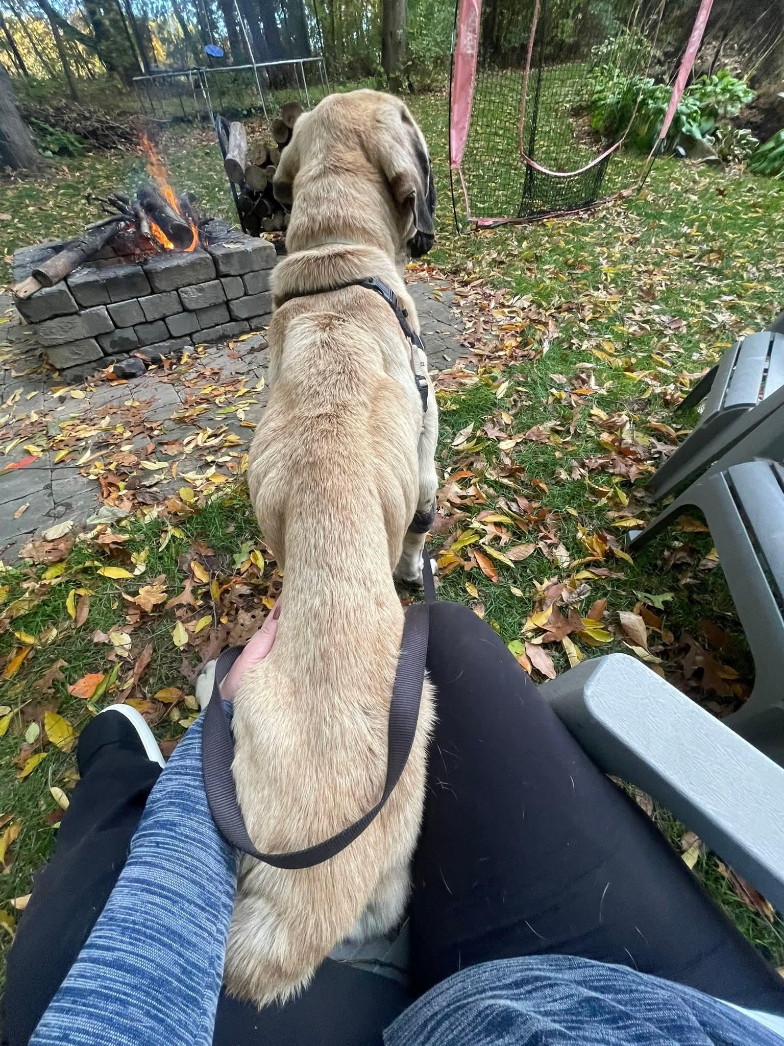 Enlarge Picasso - MI... look at me now!, a Adoptable Bullmastiff in Grand Rapids, MI image 4/6