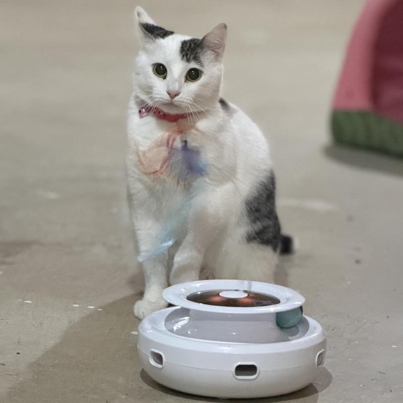 Enlarge Disco, a Adoptable Domestic Short Hair in Buffalo, MN image 1/5