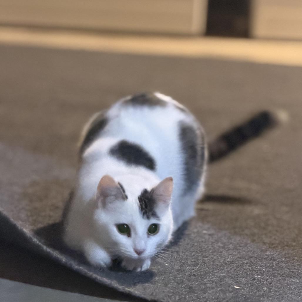 Enlarge Disco, a Adoptable Domestic Short Hair in Buffalo, MN image 2/5