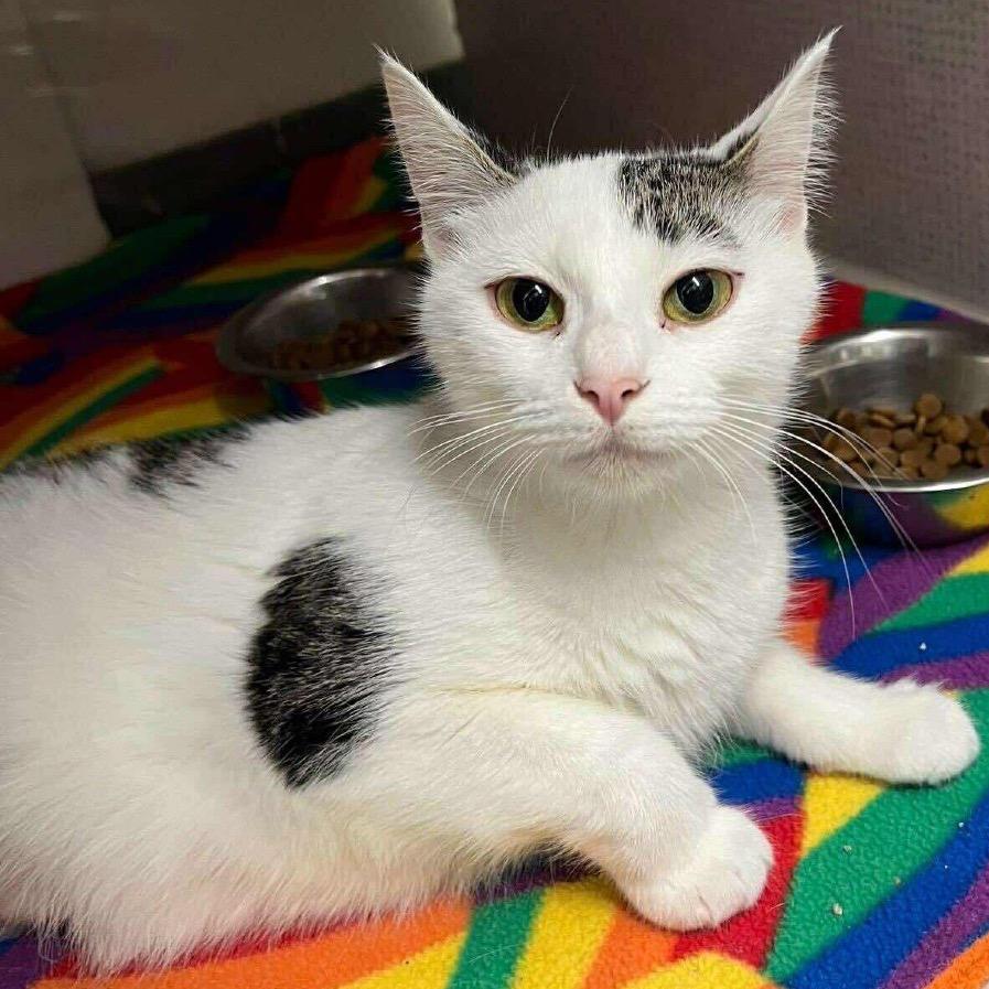 Enlarge Disco, a Adoptable Domestic Short Hair in Buffalo, MN image 3/5