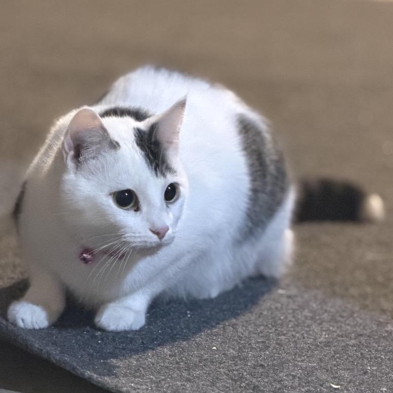 Enlarge Disco, a Adoptable Domestic Short Hair in Buffalo, MN image 4/5