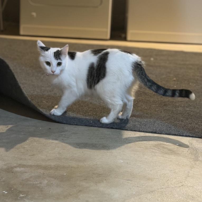 Enlarge Disco, a Adoptable Domestic Short Hair in Buffalo, MN image 5/5