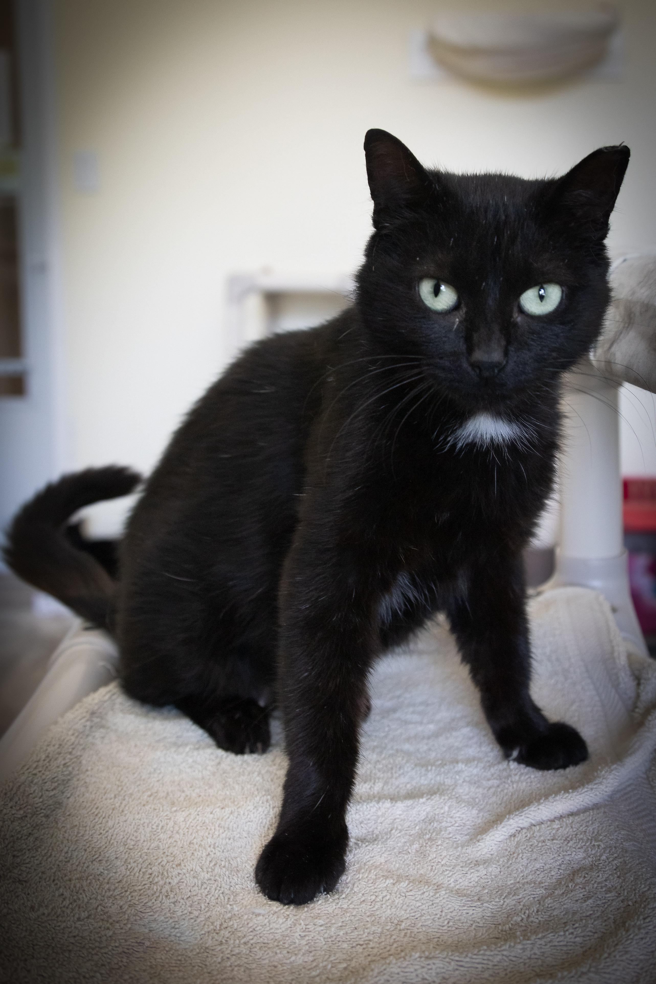 Tiny (FCID# 05/20/2025 - 7 Trainer), Adult Female Domestic Short Hair