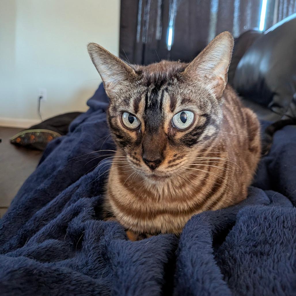 Enlarge Yrsa, a Adoptable Bengal in Chico, CA image 2/5