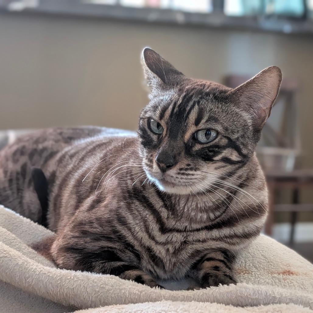 Enlarge Yrsa, a Adoptable Bengal in Chico, CA image 3/5