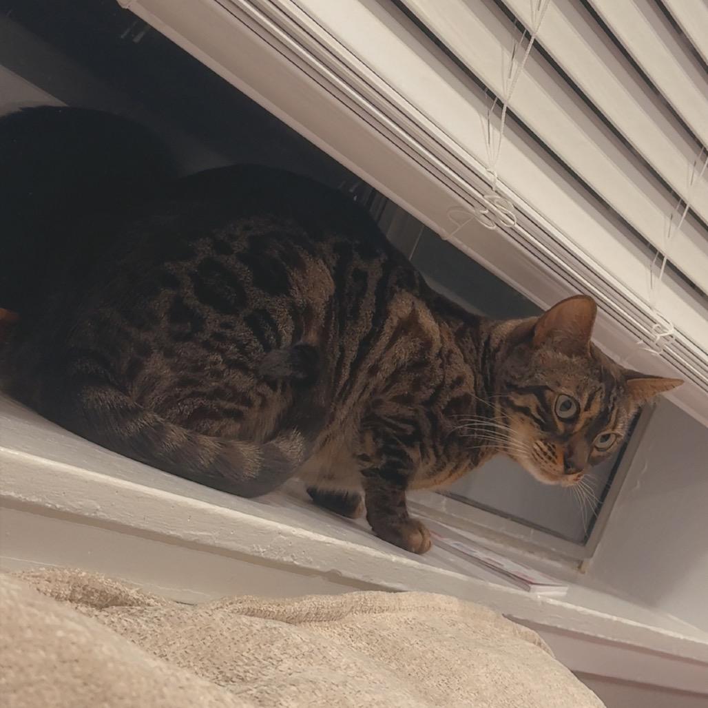 Enlarge Yrsa, a Adoptable Bengal in Chico, CA image 4/5