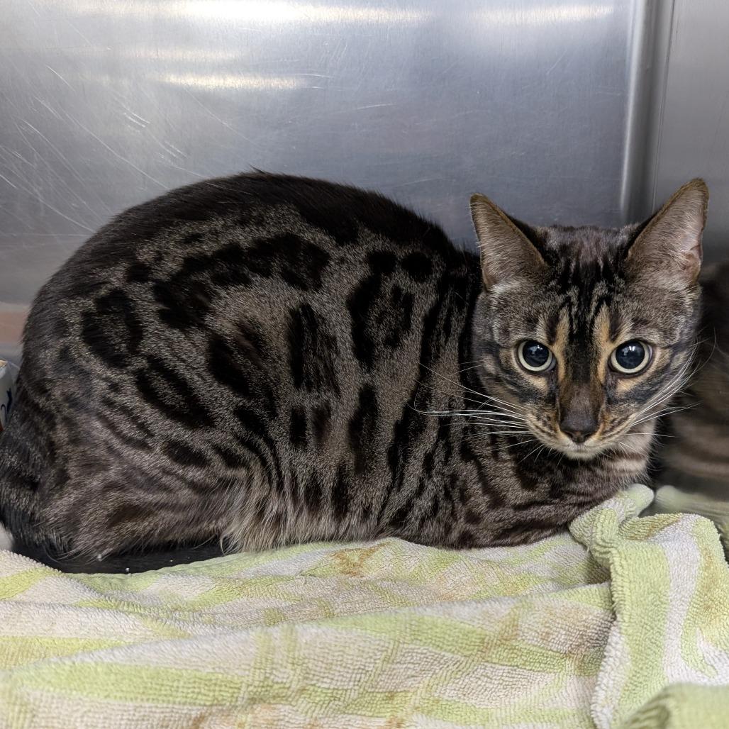 Enlarge Yrsa, a Adoptable Bengal in Chico, CA image 5/5