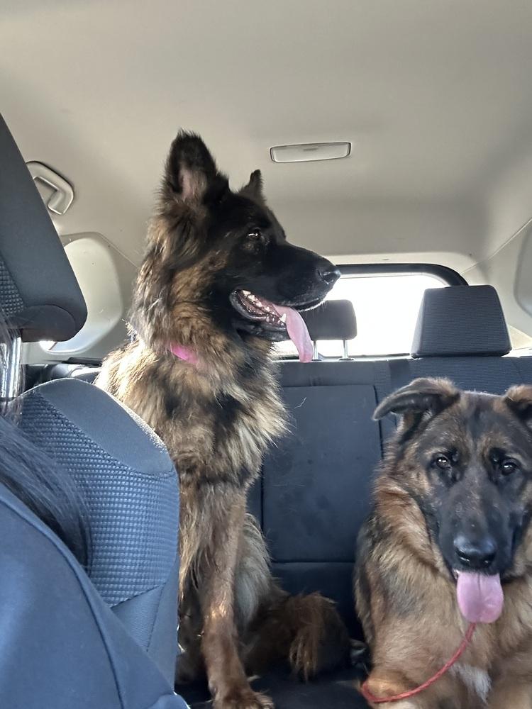 Myrtle, Adoptable, Young Female German Shepherd Dog.