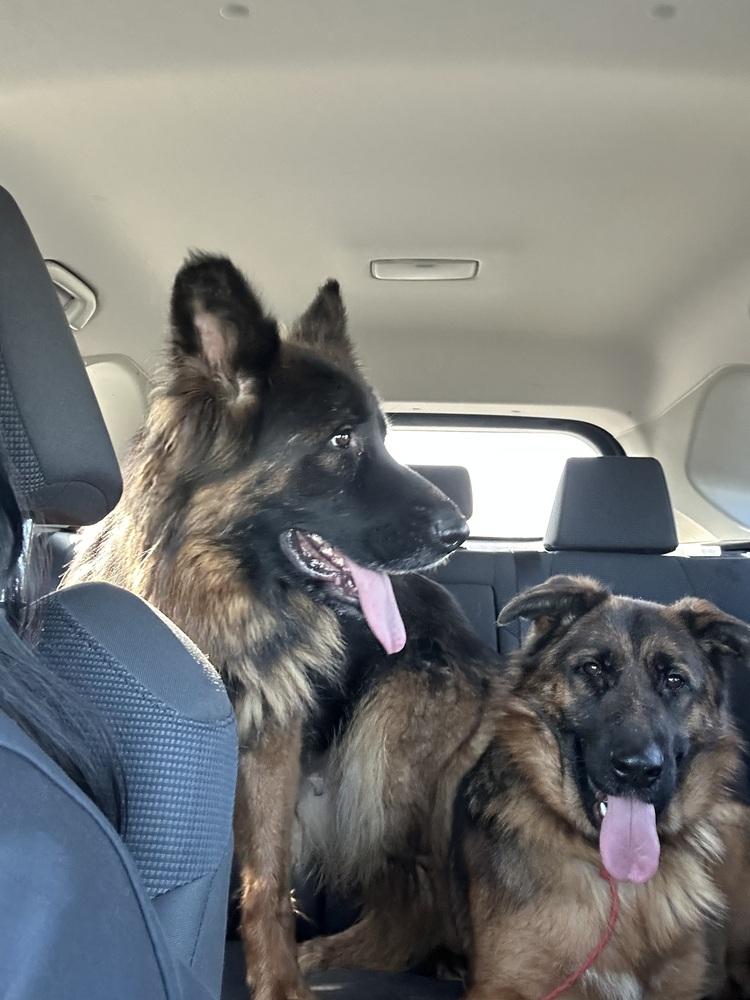 Enlarge Myrtle, a Adoptable German Shepherd Dog in Pasadena, CA image 3/6