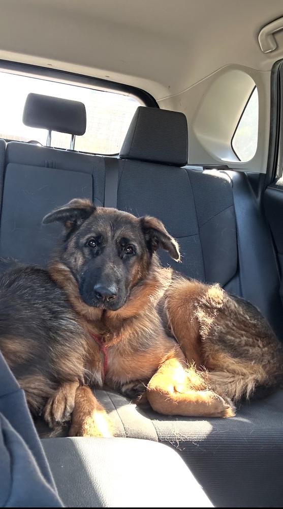 Enlarge Myrtle, a Adoptable German Shepherd Dog in Pasadena, CA image 4/6