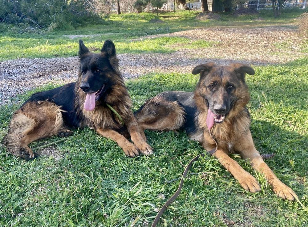 Enlarge Myrtle, a Adoptable German Shepherd Dog in Pasadena, CA image 4/4