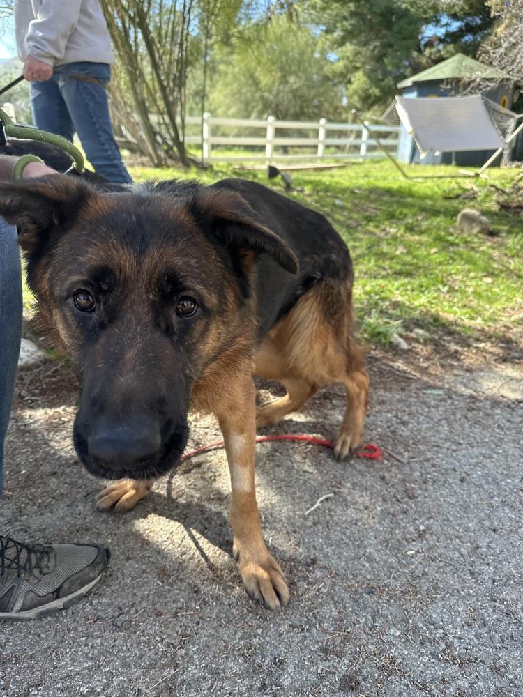 Enlarge Myrtle, a Adoptable German Shepherd Dog in Pasadena, CA image 6/6