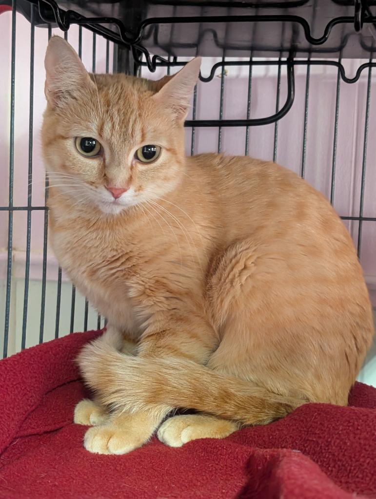 Enlarge Mama Clementine, a Adoptable mixed breed in Shelton, WA image 1/4